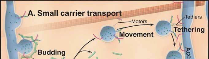 Transport pęcherzykowy przemieszczanie i