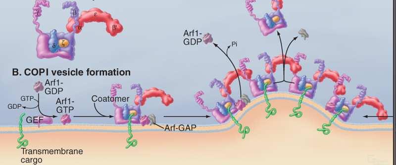 Arf/Sarmolekularne wyłączniki GEF- czynnik wymiany