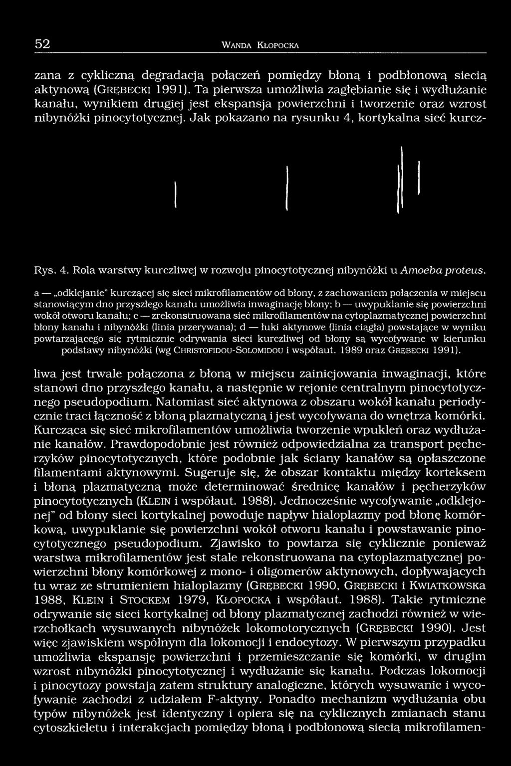 Jak pokazano na rysunku 4, kortykalna sieć kurcz- Rys. 4. Rola warstwy kurczliwej w rozwoju pinocytotycznej nibynóżki u Amoeba proteus.