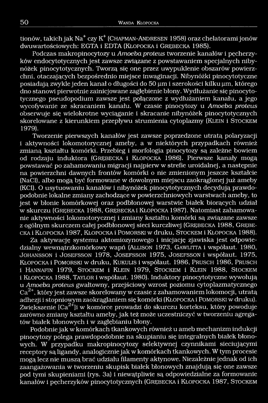 Tworzą się one przez uwypuklenie obszarów powierzchni, otaczających bezpośrednio miejsce inwaginacji.