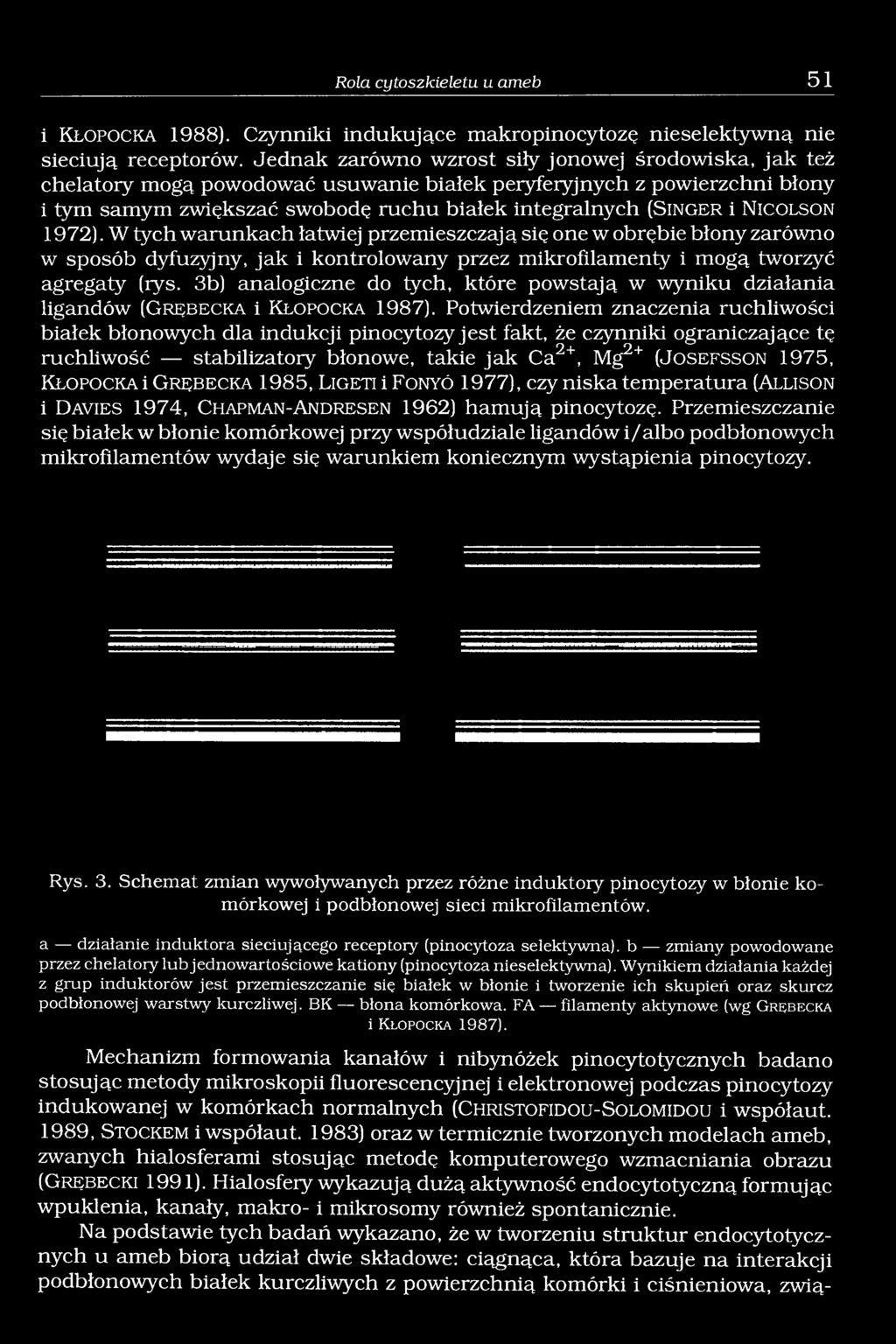 N ic o l s o n 1972). W tych warunkach łatwiej przemieszczają się one w obrębie błony zarówno w sposób dyfuzyjny, jak i kontrolowany przez mikrofilamenty i mogą tworzyć agregaty (rys.