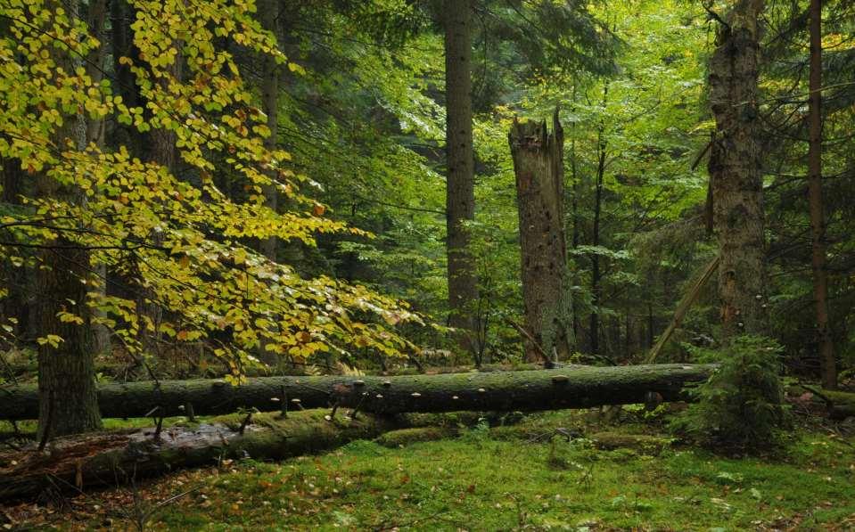 Roztoczański Park Narodowy położony jest na terenie Roztocza - regionu, który od zarania dziejów był areną walk o niepodległość.