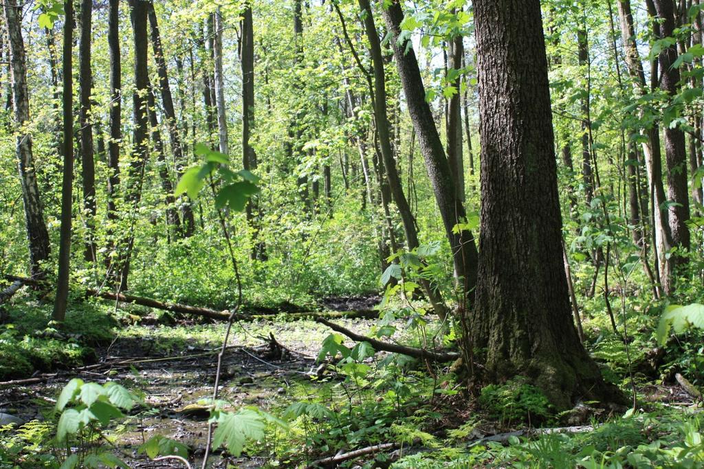 POWIERZCHNIA ŁÓDZKICH REZERWATÓW Najmniejszy rezerwat: Winnica (1,54 ha), Powierzchnia 17 rez.