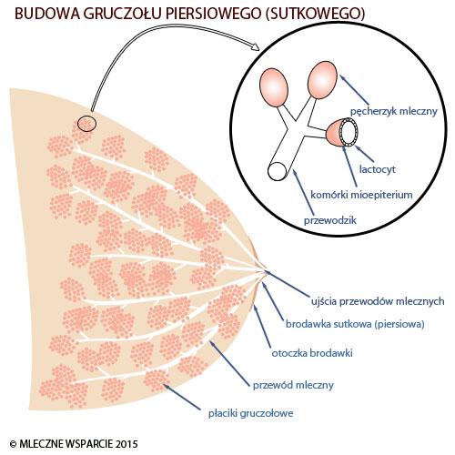FIL CO TO TAKIEGO Pokarm zawiera niewielkie białka serwatkowe FIL (Feedback Inhibitor of Lactation), pełniące funkcję blokera zwrotnego produkcji pokarmu, rolą FIL wydaje się jest wysyłanie