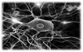 BIOCHEMIA I BIOFIZYKA Koordynator: prof. dr hab. Eugeniusz Rokita Prowadzący: dr hab. Grzegorz Tatoń 10 h wykłady (5 x 2 h 8.X 5.