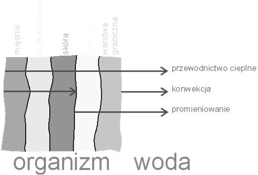 układu biologicznego). Zasady termodynamiki Równowaga termodynamiczna pojęcie stosowane w termodynamice.