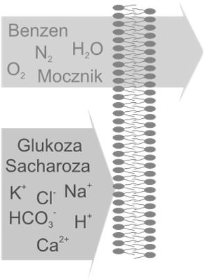 5 x 10-8 cm/s 5 x 10-3 cm/s Dyfuzja przez błonę Hemodializa