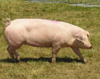 Średnie wyniki użytkowości tucznej i rzeźnej knurków i loszek rasy pbz ocenionych przyżyciowo okresie od 1.1. do 31.12. r. Average results on farm tested boars and gilts from 1.1. to 31.12.. w Liczba ocenionych knurków/loszek Number of boars/gilts Przyrost dzienny stand.