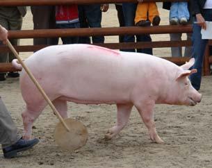 Średnie wyniki użytkowości tucznej i rzeźnej knurków i loszek rasy wbp ocenionych przyżyciowo w okresie od 1.1. do 31.12. r. Average results on farm tested boars and gilts from 1.1. to 31.12.. Liczba ocenionych knurków/loszek Number of boars/gilts Przyrost dzienny stand.