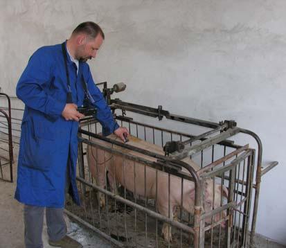 znaczącego postępu w tym zakresie. Niemal cała zmienność ma podłoże środowiskowe, na które składają się m.in. system utrzymania, żywienie, terminy krycia i opieka hodowcy.