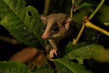 Opos krótkoogonowy Grey short-tailed opossum Monodelphis domestica Noworodki w Noworodki: 100 mg, 1 cm długości po 2