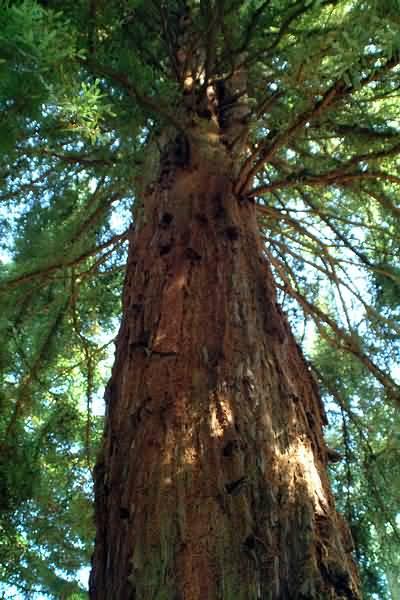 LEŚNICTWO Działania w zakresie leśnictwa zaproponowane w Programie Odra 2006: odtwarzanie struktury drzewostanów (5