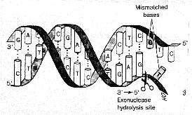 egzonukleaz (degradacja nukleotydów) zarówno wobec cząsteczek dwu-jak i jednoniciowego DNA oraz RNA Polimeraza I (polimeraza Kornberga) Nagroda Nobla z dziedziny fizjologii i medycyny (1959) za