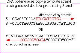 nukleotydów/sek; długość amplifikowanego fragmentu na nici DNA: 1500 nukleotydów), wymagania: ph 7.