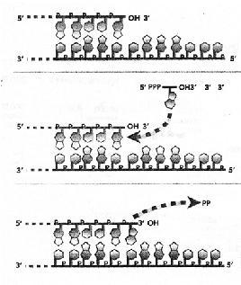aktywność polimerazy zawsze w kierunku 5 3 POLIMERAZY DNA- FAGI Polimeraza faga T4 otrzymywana ze zrekombinowanej E.