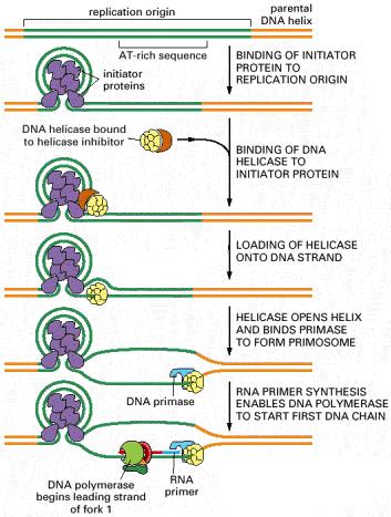 Przebieg inicjacji replikacji Inicjacja replikacji DNA nawija się na baryłkę zbudowaną z białka