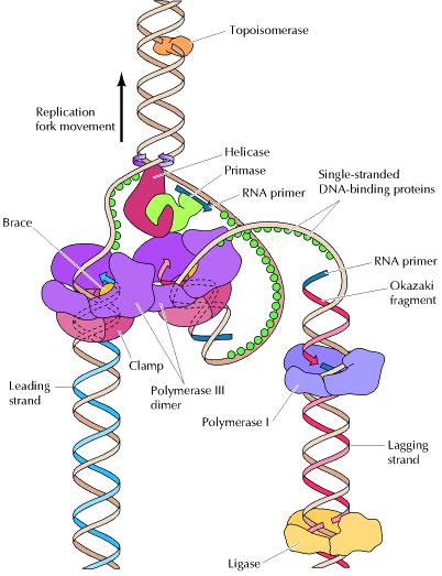 Elongacja replikacji Zjawiska zachodzące podczas elongacji replikacji DNA nić opóźniona synteza primerów fragmentów Okazaki przez prymazę synteza DNA nici