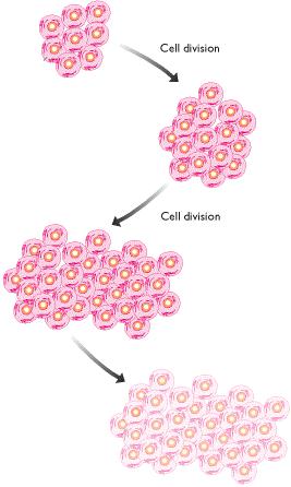 Telomery Jak zreplikować końcówkę chromosomu?