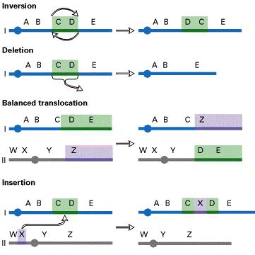 Mutacje chromosomowe strukturalne inwersja delecja translokacja insercja Mutacje