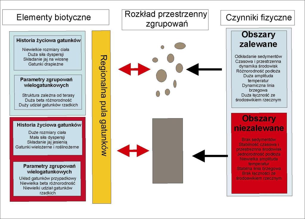 Model organizacji zgrupowań