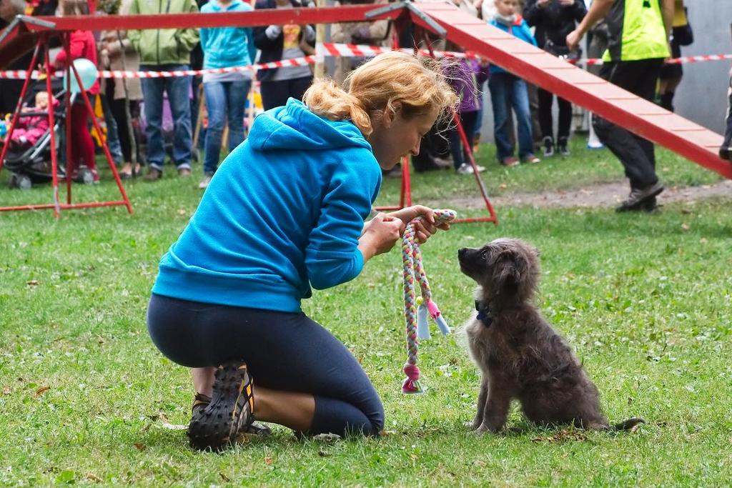 [6] Gliwickie schronisko opiekuje się bezpańskimi psami i kotami, wielu z nich znajdując nowy schroniska