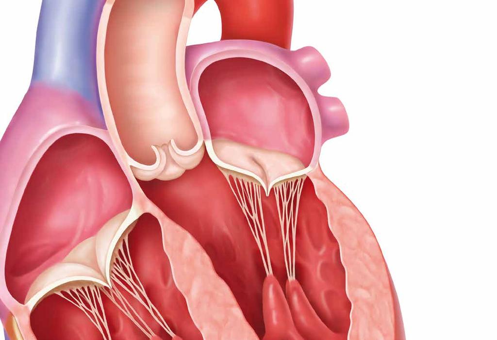 PRZEGLĄD INFORMACJI NA TEMAT NIEDOMYKALNOŚCI ZASTAWKI MITRALNEJ BUDOWA ANATOMICZNA ZASTAWKI MITRALNEJ CHOROBOWOŚĆ NIEZASPOKOJONE POTRZEBY Pierścień przedni Płatek przedni Płatek tylny Pierścień tylny