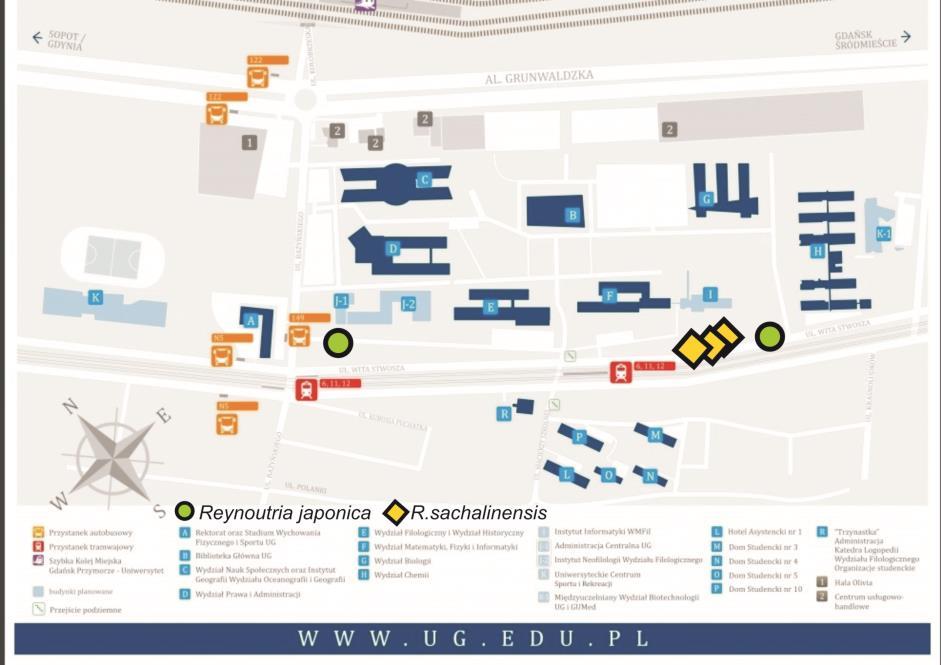 wegetatywny. Co istotne, inwazyjne rdestowce cechuje bardzo duża zdolność do regeneracji nawet z niewielkich fragmentów kłącza lub pędu, co bardzo utrudnia ich eliminację.