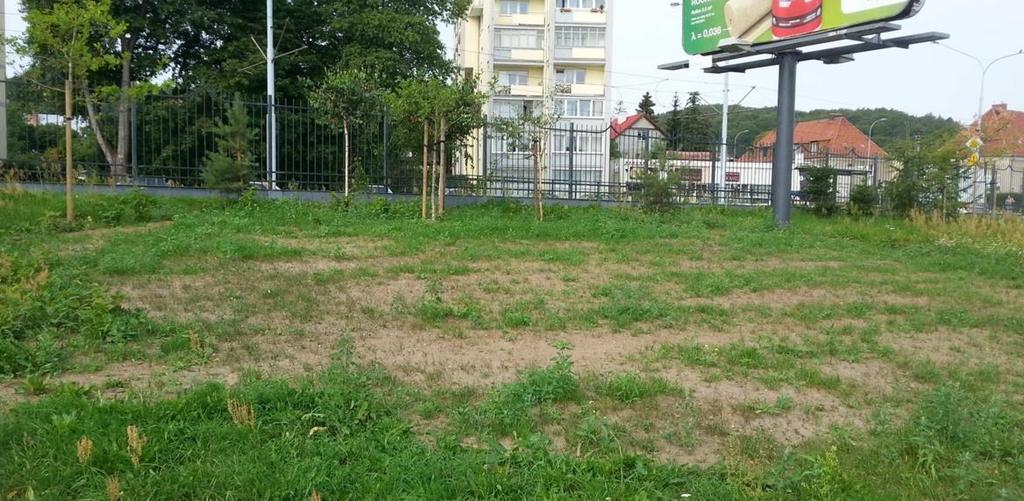 Jedna z kęp rdestowca ostrokończystego (przy Wydziale Neofilologii) przed