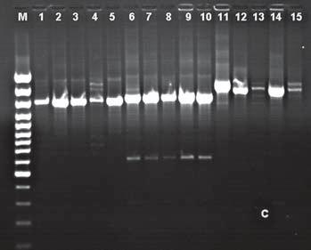 34 M. Piegza i in. 3 000 1 