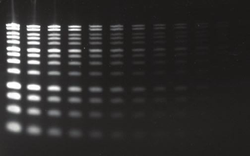 KWANTYFIKACJA I WYKRYWANIE 21 Wykrywanie Diamond Nucleic Acid Dye Barwnik fluorescencyjny o dużej czułości, który wiąże się z jedno- lub dwuniciowym DNA i RNA Wykrywanie minimalnych ilości kwasów
