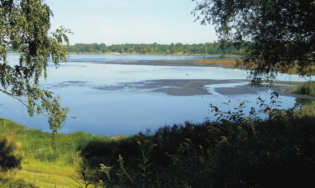 Przy niższym stanie wody w zbiorniku, w ujściu Kłodnicy tworzą się dogodne warunki dla przelotnych gatunków siewkowych
