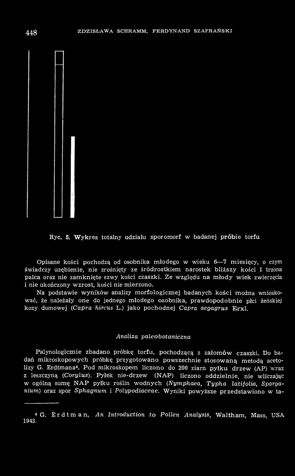 kości I trzona palca oraz nie zamknięte szwy kości czaszki. Ze względu na młody wiek zwierzęcia i nie ukończony wzrost, kości nie mierzono.