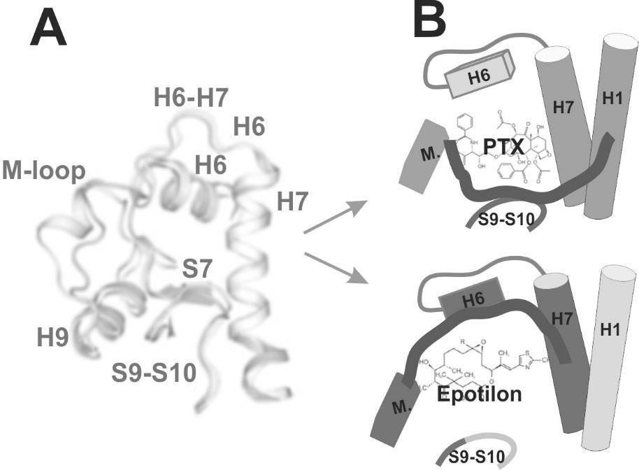Ryc.2. Struktura chemiczna Epo A, Epo B i PTX, na podstawie I-B9, II-A13. Epotilony są makrolidami zbudowanymi z 16-członowego pierścienia.