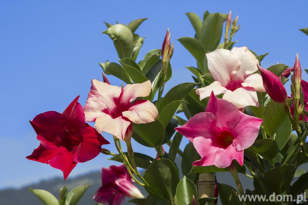 Dipladenia Kwiaty na balkon północny: begonia bulwiasta Piękna begonia bulwiasta (inaczej ukośnica bulwiasta) jest dostępna w wielu kolorach, głównie w czerwieni, fiolecie, różu, w odcieniach