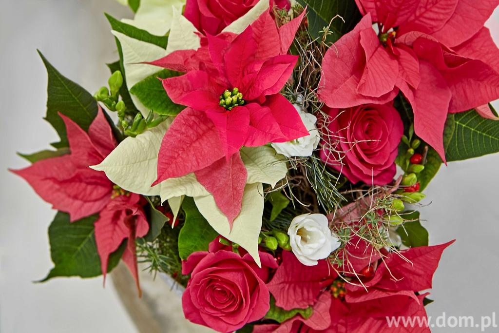 Pielęgnacja gwiazdy betlejemskiej w 5 krokach. Piękna poinsecja na zdjęciach Święta Bożego Narodzenia to niezwykły czas w roku, celebrowany w gronie rodziny i przyjaciół.
