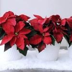 10 pomysłów na dekoracje świąteczne z poinsecją w doniczce Poinsecja, nazywana gwiazdą