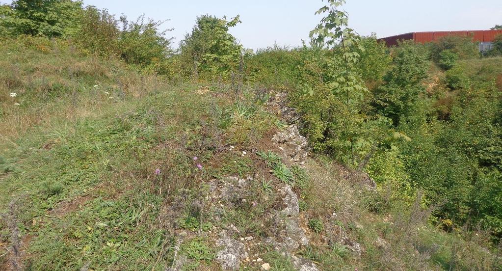 6 PRZEWIDYWANE ODDZIAŁYWANIE PROGRAMU ZWIĘKSZANIA LESISTOŚCI NA ŚRODOWISKO I OBSZARY NATURA 2000 6.