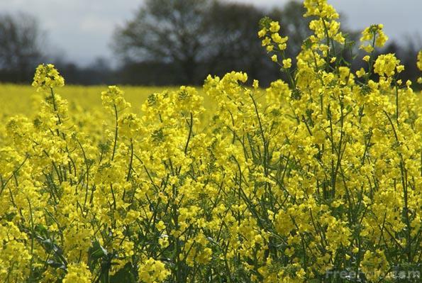 nr 35-II, 18 maja 2015 P Ograniczenie biopaliw I generacji do 7% Niestety po długotrwałej walce wielu organizacji branżowych, zarówno europejskich jak i krajowych w tym m.in.