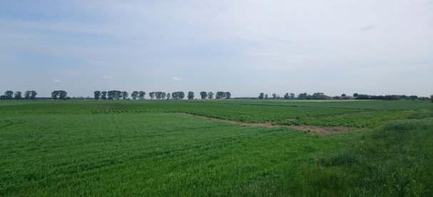 strukturze rozłogów (ryc.