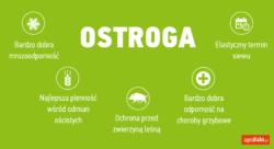.pl https://www..pl Ostroga jest odmianą godną polecenia na każde stanowisko oddalone od domostw. Wysoka odporność na choroby Wysoki plon wymaga intensywnej ochrony fungicydowej.