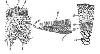 KARTA PRACY UCZNIA 1. Nauki: algologia, cytologia, bryologia to kolejno nauki o: /1p/ a) mszakach, komórce, glonach b) glonach, komórce, mszakach c) glonach, pierwotniakach, mszakach 2.