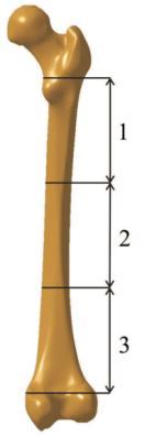 Formation of microcracks near surgical defect in femur... 93 in local pain [6, 8, 12].