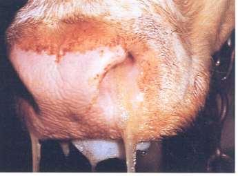 IBR/IPV Etiologia Herpes virus (DNA