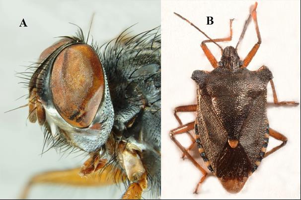 Redtenbacheria insignis EGGER, 1861 Gatunek znany do tej pory jako parazytoid pluskwiaków różnoskrzydłych Lelia decempunctata (MOTSCHULSKY, 1859), Menida disjecta (UHLER, 1860) (Heteroptera: