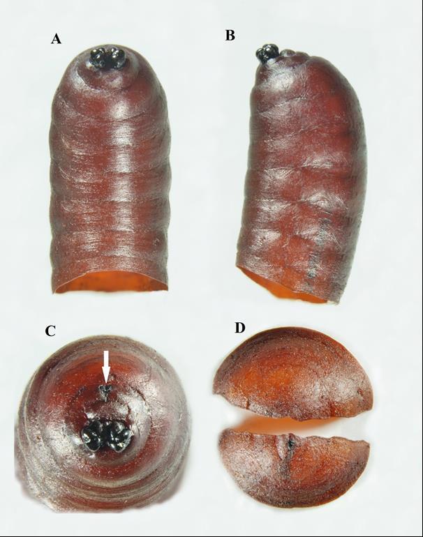 RYC. 4. Bobówka Redtenbacheria insignis ( ), A. strona grzbietowa, B. widok z boku, C. tylne przetchlinki oraz otwór analny (biała strzałka), D.