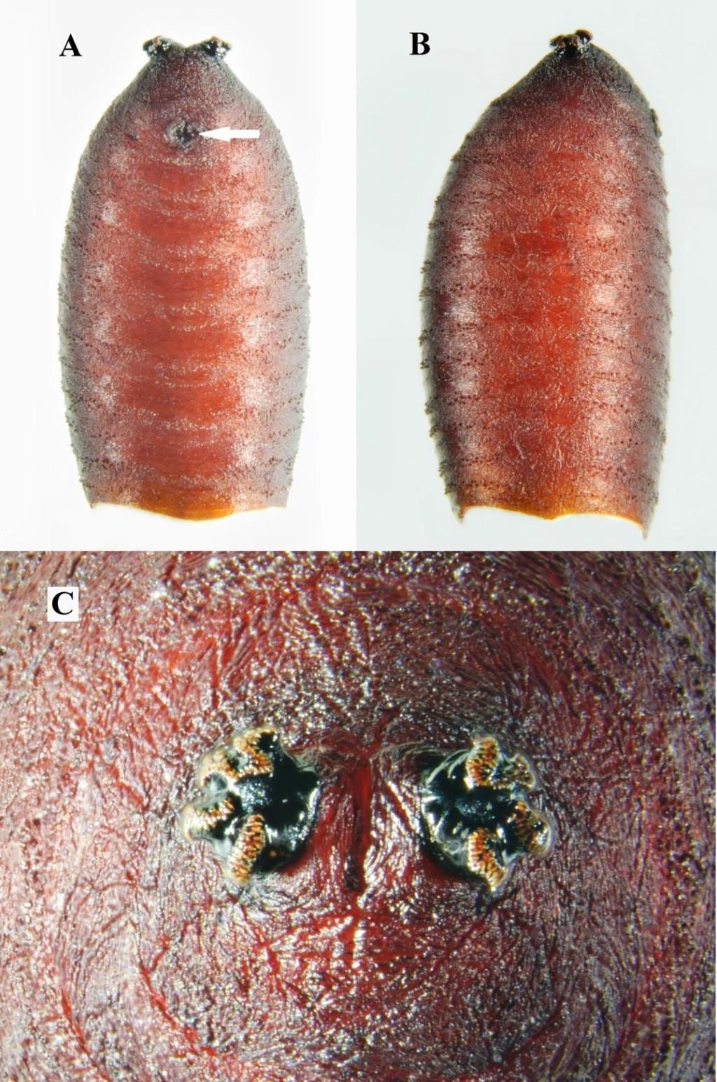 RYC. 2. Bobówka Cleonicae cf. keteli ( ) A. strona brzuszna i otwór analny (biała strzałka), B. widok z boku, C. tylne przetchlinki. FIG. 2. Puparium of Cleonicae cf.