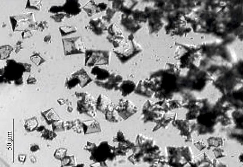 Rys. 2. Wytrącone kryształy struwitu w fazie płynnej POC po procesie hybrydowym Fig. 2. Precipitated struvite cristals in liquid phase of POC after hybrid process 1.