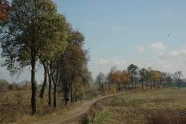ALEJA 1 / SZPALER 1 foto K.Wolfram Dane ogólne Lokalizacja WYDMINY DUDKA / DROGA GMINNA Nr punktu N 53.58466 / E 22.071 N 53.59137 / E 21.