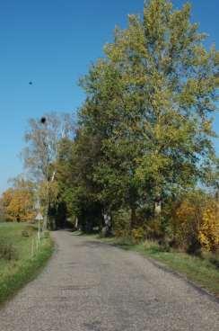 ALEJA 4 Foto K.Wolfram Dane ogólne Lokalizacja MALINKA STAŚWINY / DROGA WOJEWÓDZKA Nr punktu N 53.561382 / E 21.58654 N 53.561634 / E 21.