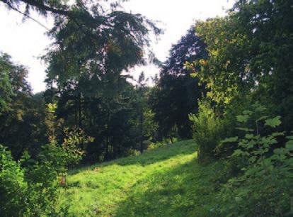 Fot. 17. W parku dworskim w Laskowicach wyniosły (225 cm), jodłę jednobarwną (196 cm), choinę kanadyjską (235 cm) oraz dąb szypułkowy odmiany piramidalnej (178 cm).